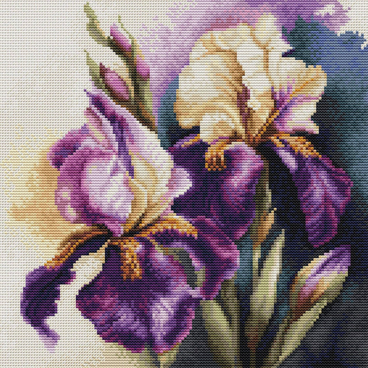 Iris “Burgermeister”