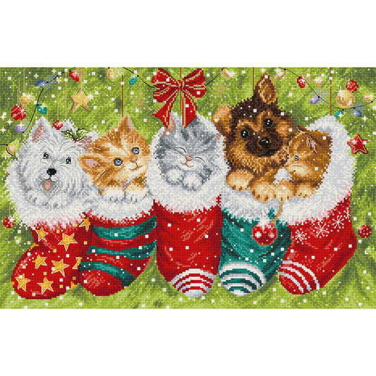Cats and Dogs in Stockings
